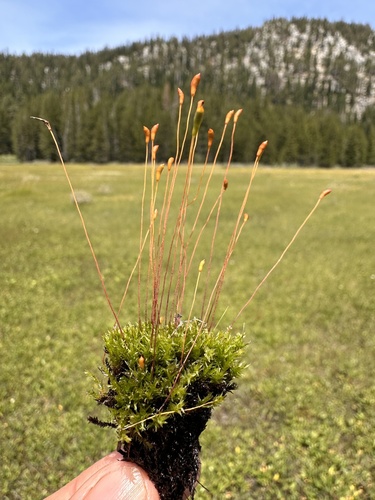 Meesia longiseta observed 2024-07-27