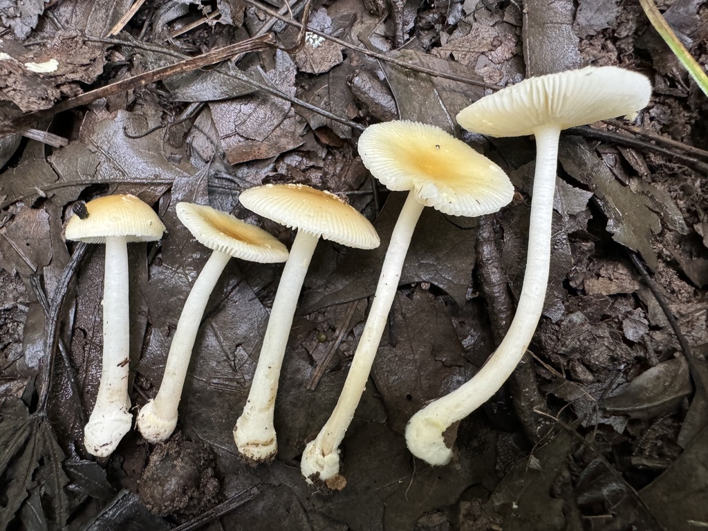 Amanita sp. 'minutula'