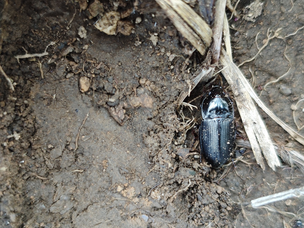 Harpalus aequicollis