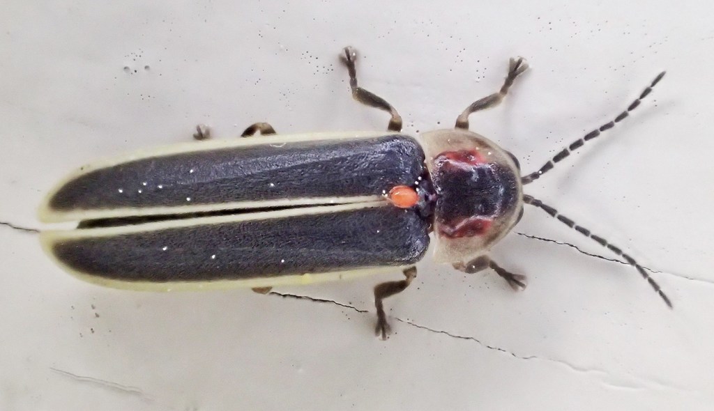 Murky flash-train (Fireflies of the United States - Lampyridae ...