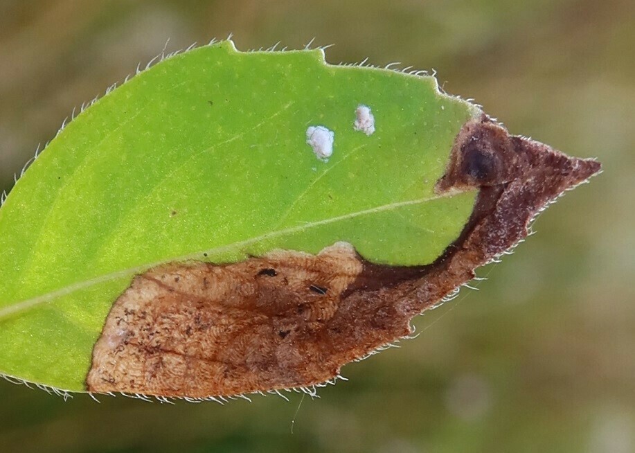 Phytomyza tetrasticha