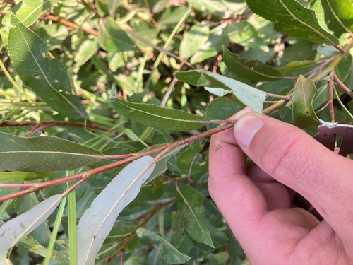 Image of Salix myricoides by no rights reserved