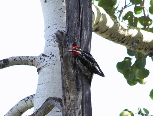 Sphyrapicus nuchalis