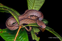 Blue-Necked Keelback photo 2