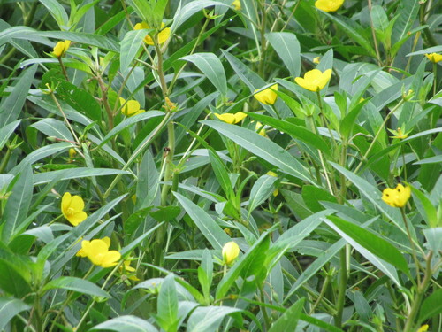 Image of Ludwigia hexapetala by (c) Chris Acree, some rights reserved (CC BY-SA)