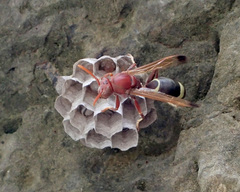 Polistes brunus