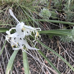 Leucocrinum