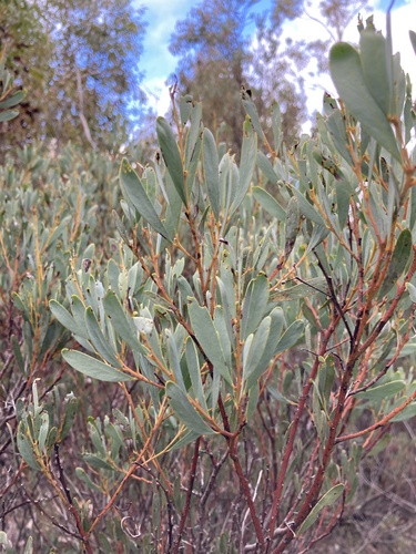 Acacia wattsiana