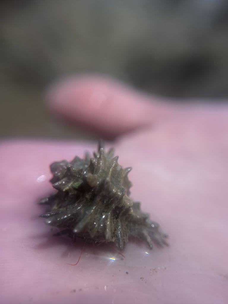 Murex Snails from Pacific Ocean, Puntarenas, CR on July 25, 2024 at 10: ...