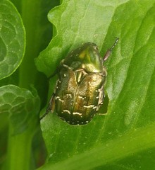 Cetoniini