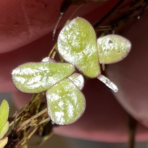 Landoltia punctata iNat (2)