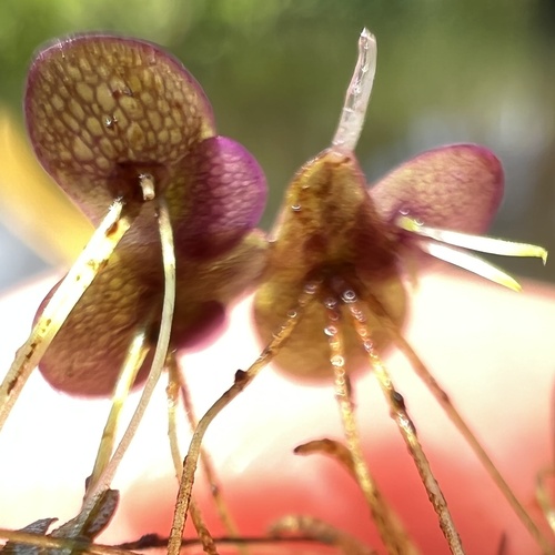 Landoltia punctata