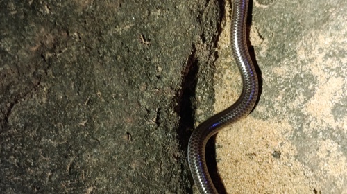 Photo of a Trilepida fuliginosa (Trilepida fuliginosa)
