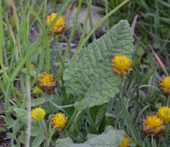 Trifolium badium
