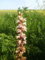 Orobanche crenata