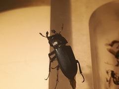 Platycerus oregonensis