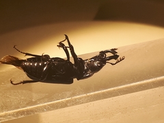 Platycerus oregonensis