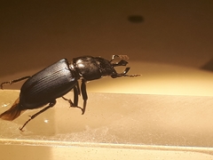 Platycerus oregonensis