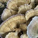 Violet-toothed Polypore - Photo (c) kmccabe73, some rights reserved (CC BY-NC)