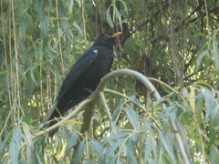 Turdus merula