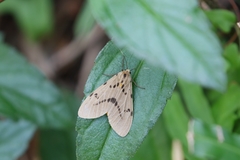 Amsactoides guangxica