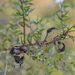 Acacia amblygona - Photo (c) MargaretRDonald, algunos derechos reservados (CC BY-SA)