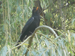Turdus merula