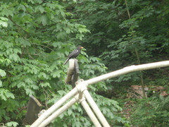 Turdus merula