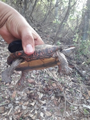 Rhinoclemmys pulcherrima pulcherrima