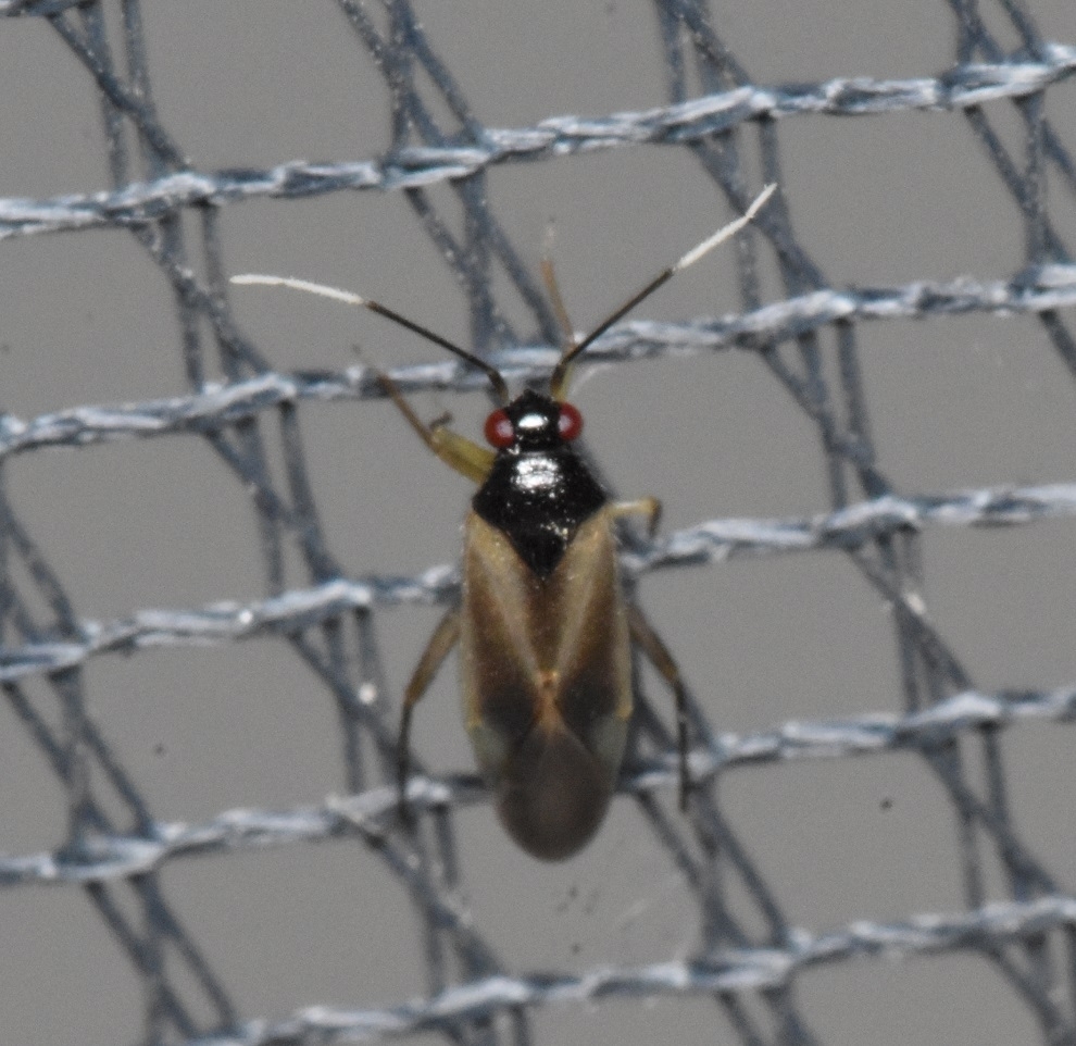 Orthotylus pennsylvanicus
