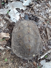 Rhinoclemmys pulcherrima pulcherrima