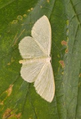 Scopula floslactata