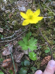 Anemonastrum richardsonii
