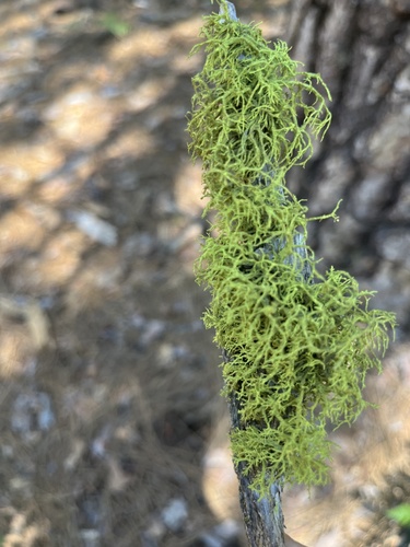 iNaturalist observation photo of wolf lichen