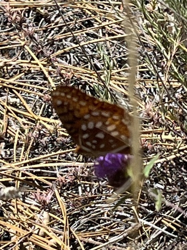 iNaturalist observation photo of Semiramis Fritillary