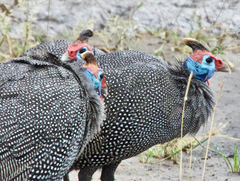 Numida meleagris mitratus
