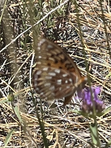 iNaturalist observation photo of Semiramis Fritillary