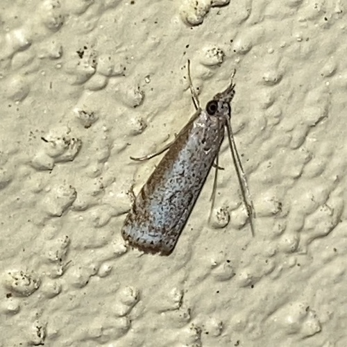 Microcrambus discludellus
