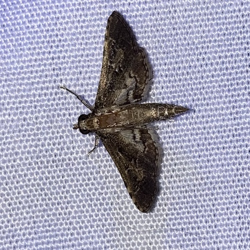 Crocidocnemis pellucidalis photo 3
