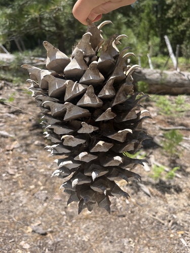 iNaturalist observation photo of Coulter pine