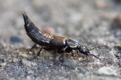 Philonthus decorus