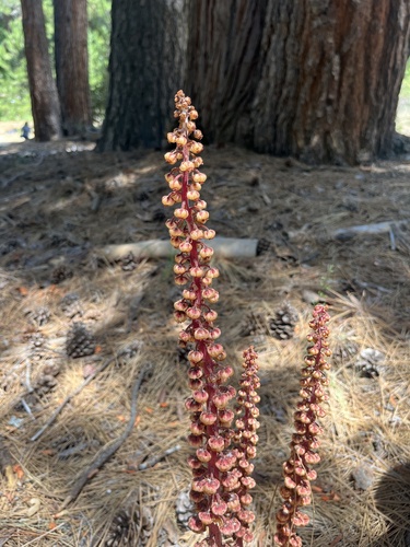 iNaturalist observation photo of woodland pinedrops