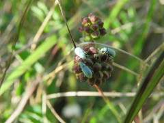 Phyllobius virideaeris
