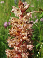 Orobanche amethystea