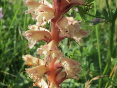Orobanche amethystea