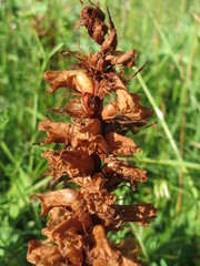 Orobanche amethystea