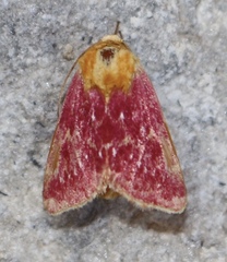 Schinia volupia