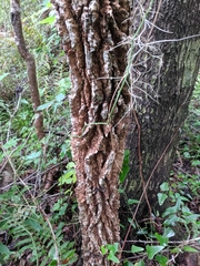 Liquidambar styraciflua image