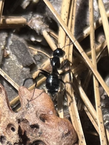 iNaturalist observation photo of Hairy Smooth Carpenter Ant