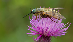 Pangonius pyritosus